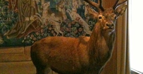 Musée de la Chasse et de la Nature - deer