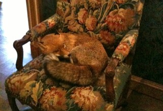 Musée de la Chasse et de la Nature - a foxy snooze